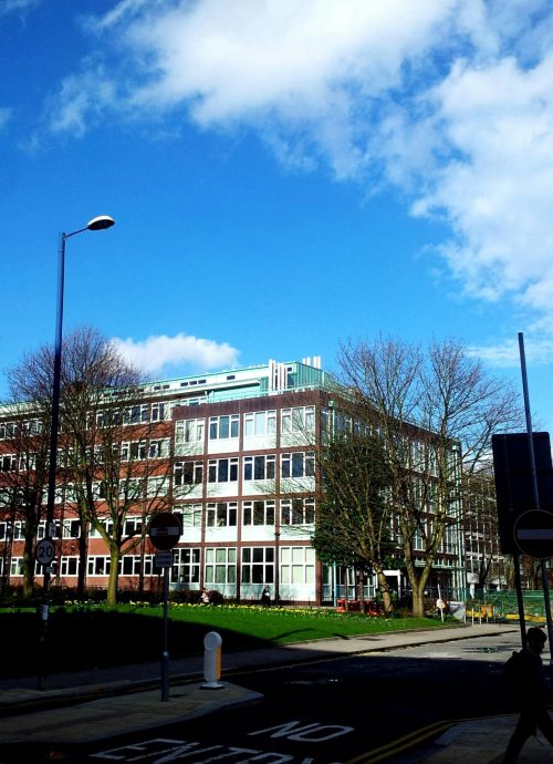 pexels-johny-rebel-the-explorer-panda-114076-357271